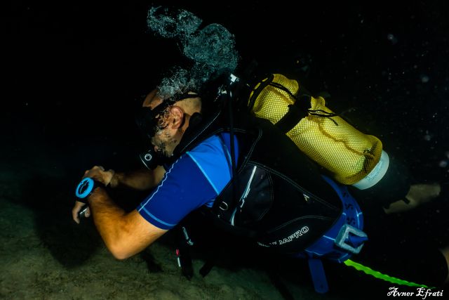 night diving in eilat price_צלילה בלילה באילת_погружения ночью в Эйлате цена