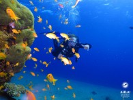 обучение дайвингу в эйлате_diving courses in Eilat_אימון צלילה באילת