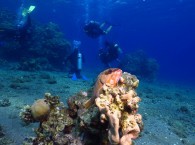 scuba diving holidays