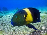 beautifull fish of red sea diving in eilat