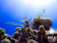 lion fish diving in israel eilat