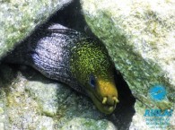 moray eel in red sea צלופח מוריי scuba diving