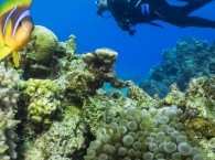 nemo fish clown fish divers diving in eilat red sea