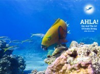 parrot fish in Red Sea diving center