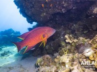 big grouper in eilat red sea