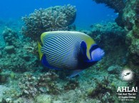 imperator angel fish in red sea eilat scuba diving