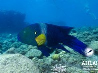 рыбы краного моря эйлат дайвинг fish in red sea eilat diving