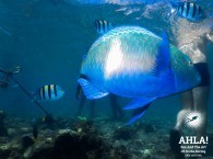 рыба попугай дайвинг в эйлате parrot fish diving in eilat