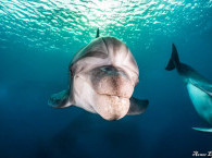 scuba diving with dolphins in Eilat