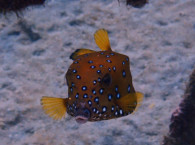 diving course eilat.jpg