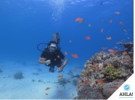  дайвинг лицензия_diving lisence   Используется в ссылках на фотографию, заголовках.