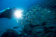 צלילת לילה מודרכת באילת - night guided diving in eilat - ночные погружения с гидом в Эйлате.