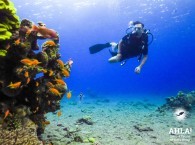 padi diving center in israel eilat